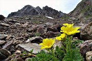 48 Bellissimi fiori di Cariofillata delle pietraie (Geum reptans) salendo in Pizzo Paradiso